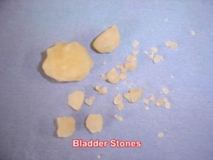 bladder-stones-removed-dog