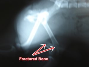 fractured-leg-dog