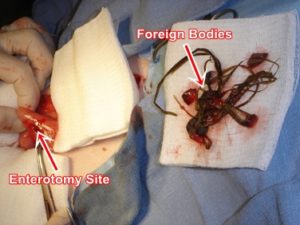 intestinal-foreign-bodies-removed-dog