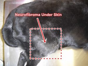 neurofibroma-dog