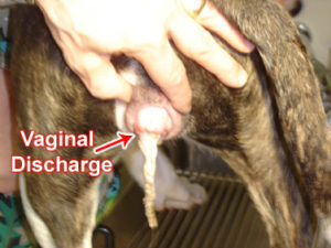 pyometra-discharge-dog
