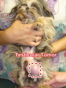 testicular-tumor-dog