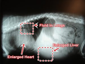 valvular-disease-enlarged-heart-dog